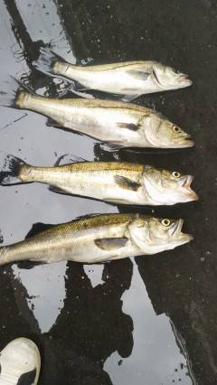 中波止で良型ハネの釣果♪