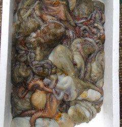 岸和田一文字のタコでファミリーフィッシング満喫