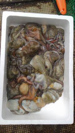 岸和田一文字のタコでファミリーフィッシング満喫