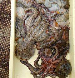 岸和田一文字　タコ1kgのほかコウイカ胴長28cmも♪