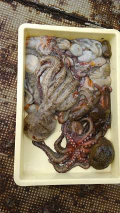 岸和田一文字　タコ1kgのほかコウイカ胴長28cmも♪