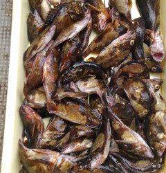 旧の赤灯台、ズボ釣りでガシラ絶好調！