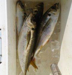 沖の北の飛ばしサビキで良型アジ♪