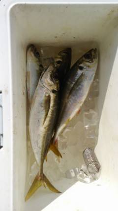 沖の北の飛ばしサビキで良型アジ♪