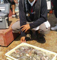 旧の一文字のタコ釣り　壁狙いで数でています！