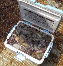 旧の一文字のタコ釣り　壁狙いで数でています！