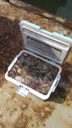 旧の一文字のタコ釣り　壁狙いで数でています！