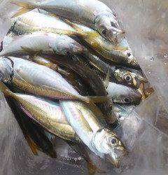 沖の北では、マメアジ＆ガシラが好調！！