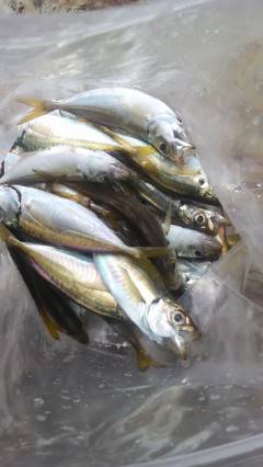 沖の北では、マメアジ＆ガシラが好調！！