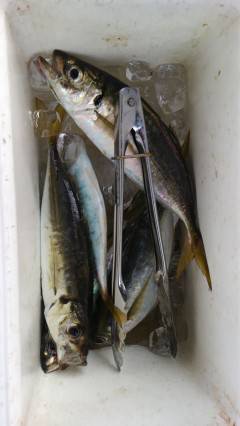 岸和田一文字、サビキで良型アジの釣果☆