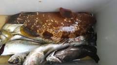 沖の北・沖一文字北、ウキ釣りで33cmのア…