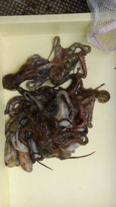 岸和田一文字26日朝のタコ釣果情報！