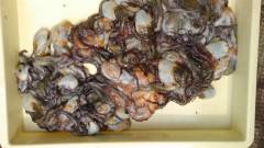 岸和田一文字26日朝のタコ釣果情報！