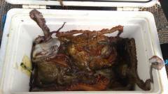 岸和田一文字　本日もタコ釣り絶好調