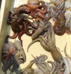 岸和田一文字　本日もタコ釣り絶好調