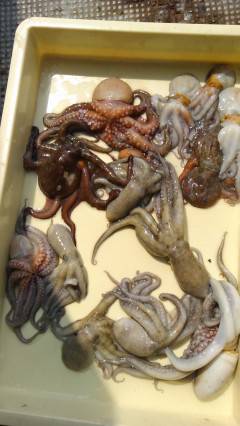 岸和田一文字　本日もタコ釣り絶好調