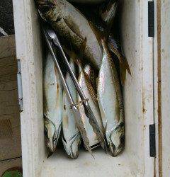 沖の北、飛ばし浮きサビキで良型アジ♪