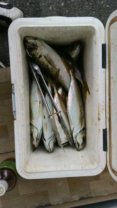 沖の北、飛ばし浮きサビキで良型アジ♪