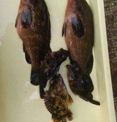 沖の北でアコウ36センチと33センチ