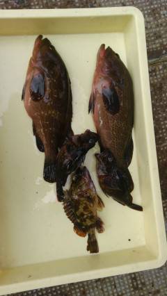 沖の北でアコウ36センチと33センチ