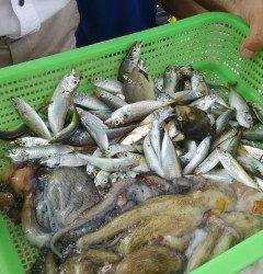 沖の北でアコウ36センチと33センチ