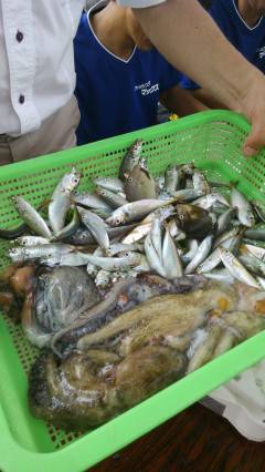 沖の北でアコウ36センチと33センチ