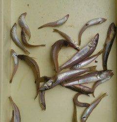 沖の北の投げ釣りでキス20匹