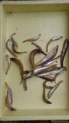 沖の北の投げ釣りでキス20匹