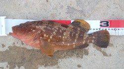 間人、サビキで豆アジ100匹オーバー