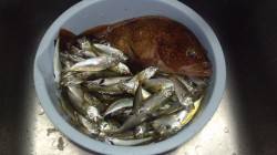 間人、サビキで豆アジ100匹オーバー