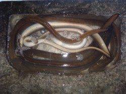 狙え天然モノ！うなぎの穴釣り【YU-KI氏連載記事No.02】