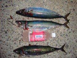 アジュール舞子、約２時間で大サバ１１匹の大漁