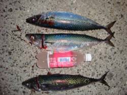 アジュール舞子、約２時間で大サバ１１匹の大…