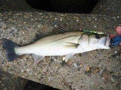 高砂埋立地、出勤前、短時間釣行なんとかシーバスＧＥＴ