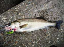 堺築港で夕方、デイゲーム！