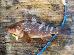 朝一のデイゲームで初アコウGET！