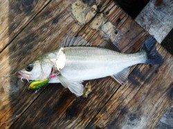 朝一のデイゲームで初アコウGET！