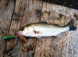 高砂埋立地　朝一のデイゲームでシーバス25cm