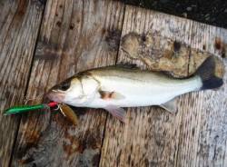 高砂埋立地　朝一のデイゲームでシーバス25…