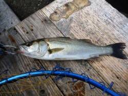 朝一デイゲーム！ベイトが出始めたこれからに…