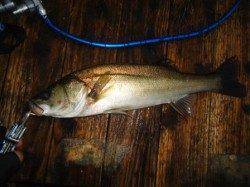 高砂埋立地　朝一デイゲームでシーバス45＆40cm