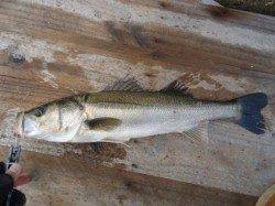 高砂埋立地シーバスデイゲームで満足するサイズ