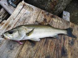 高砂埋立地シーバスデイゲームで満足するサイ…