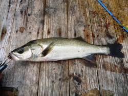 高砂埋立地　夕方の上げ潮時にルアーでシーバ…