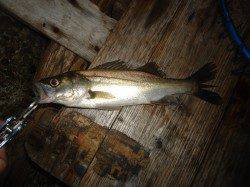 高砂埋立地　夕方の上げ潮時にルアーでシーバス2匹