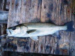 高砂埋立地、出勤前のシーバスデイゲーム！