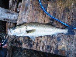 高砂埋立地、出勤前のシーバスデイゲーム！