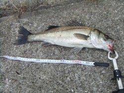 南芦屋浜シーバスルアーGAME　表層で42cm