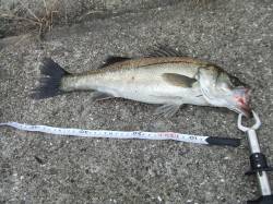 南芦屋浜シーバスルアーGAME　表層で42…