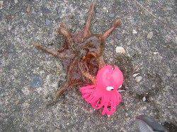 汐見埠頭　探り釣りでタコ7ハイ　朝５時半～９時迄の釣行